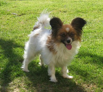 Débora De la plume de pam noire