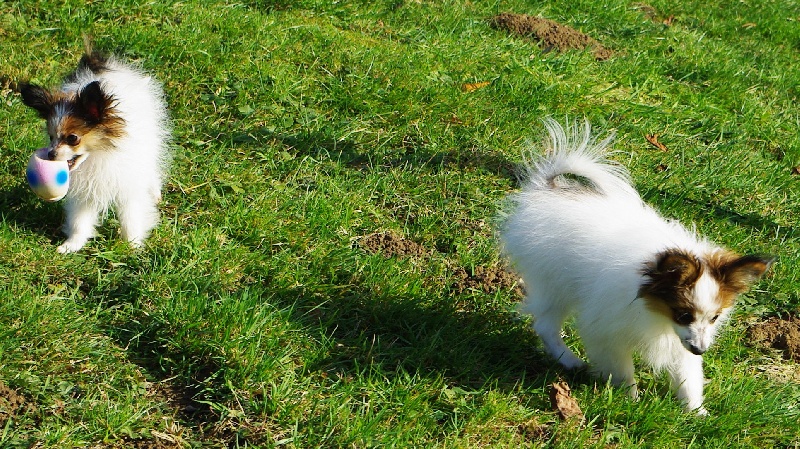 De la plume de pam noire - Epagneul nain Continental (Papillon) - Portée née le 30/09/2010