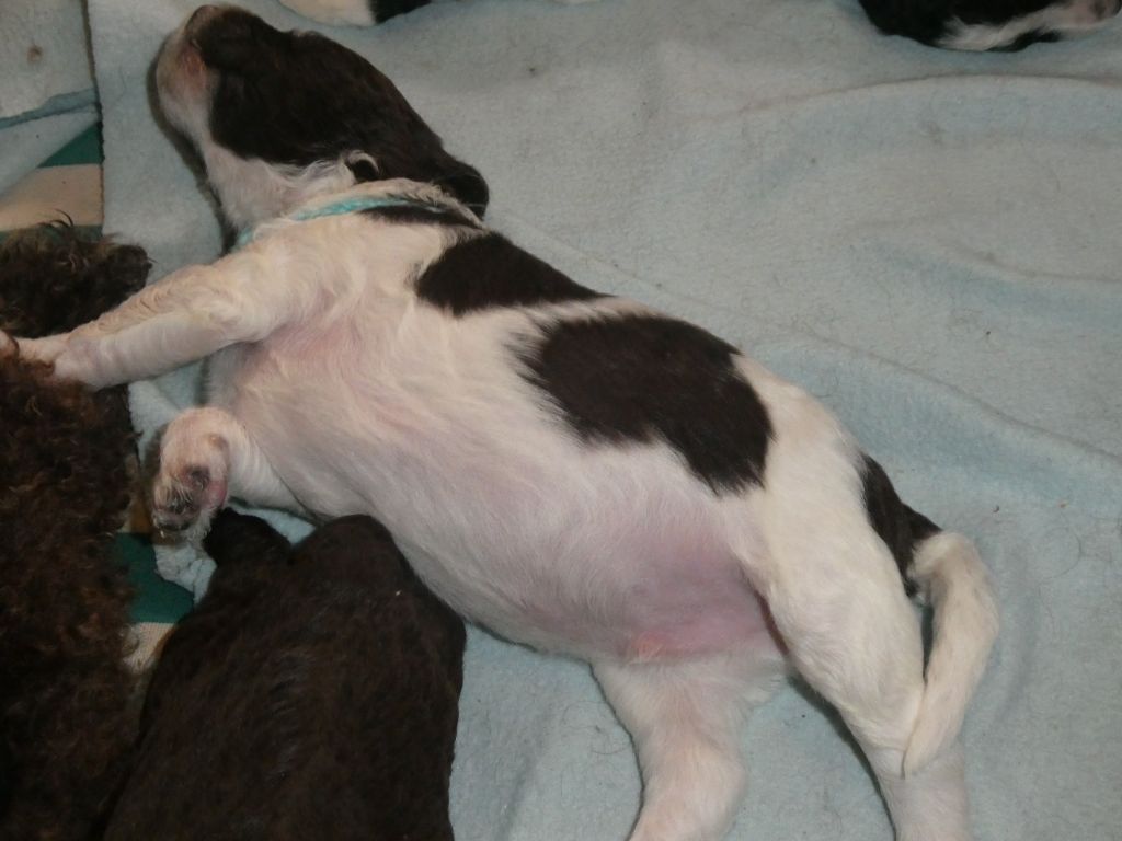 De la plume de pam noire - Barbet - Portée née le 16/08/2023